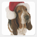 Recherche de petit basset Canin