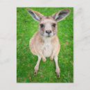 Recherche de kangourou joey cartes postales Animaux