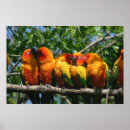Search for parrot posters Cute