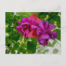 Recherche de fuschia cartes postales Oiseau