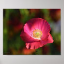 Recherche de sunshine posters Flowers