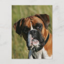 Recherche de headshot postcards Plomb et pam langrish