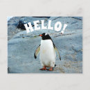 Search for penguin image postcards Wildlife
