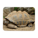 Recherche de tortue magnets Faune