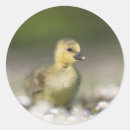 Search for gosling stickers Wildlife