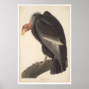 Search for audubon posters Bancroft