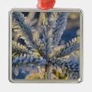 Search for frost ornaments Winter