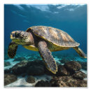Search for tortoise shell art Ocean