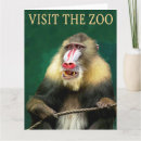 Search for mandrill Primate
