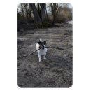 Recherche de jack russel magnets Terrier