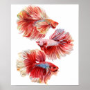 Recherche de betta posters Poisson combattant