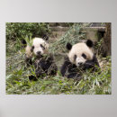 Search for panda eating bamboo posters Pandas