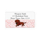 Search for smooth labels Dachshund