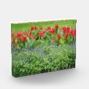 Search for photo blocks Flowers