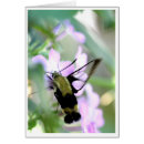 Search for clearwing Animals