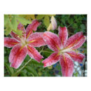 Search for stargazer lily posters Garden