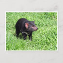 Search for tasmanian devil postcards Animal