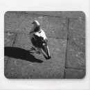 Search for pigeons Italy