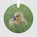 Search for chicks ornaments Birds and blooms