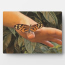 Search for insect plaques Wildlife