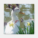 Search for white daffodil magnets Daffodils