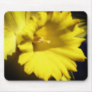 Recherche de jonquilles tapis souris Fleur