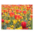 Search for office celebration posters Red