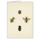 Recherche de coléoptère cartes postales Mouches
