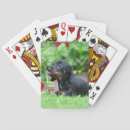 Search for puppy playing cards Zwergteckel