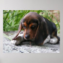 Recherche de beagles posters Cute
