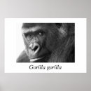 Recherche de gorille posters Nature