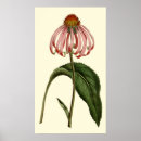 Search for purple flower posters Botanical