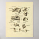 Search for podiatrist posters Medical
