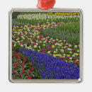 Recherche de jacinthe ornements Hollande
