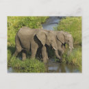 Search for masai mara postcards Elephant