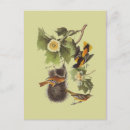 Search for vintage bird drawing postcards Wildlife