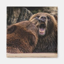 Search for grizzly magnets Grizzlies
