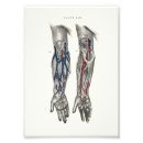 Search for anatomy kodak posters Anatomical