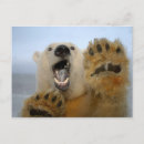 Recherche de banquise cartes postales Ours