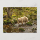 Search for white bear postcards British columbia