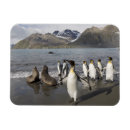 Search for antarctica magnets Landscape