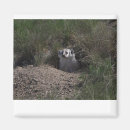 Recherche de blaireau américain Faune