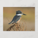 Search for belted postcards Nature