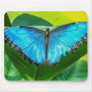 Recherche de morpho tapis souris Bleu