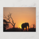 Recherche de chobe cartes postales Écotourisme