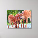 Search for wild deer canvas prints Animal