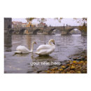 Recherche de cygne blanc posters Eau
