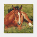 Search for outing square magnets Horse