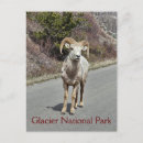 Search for bighorn sheep postcards Nature
