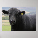Recherche de angus posters Noir